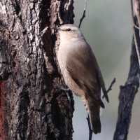 Brown Treecreeper